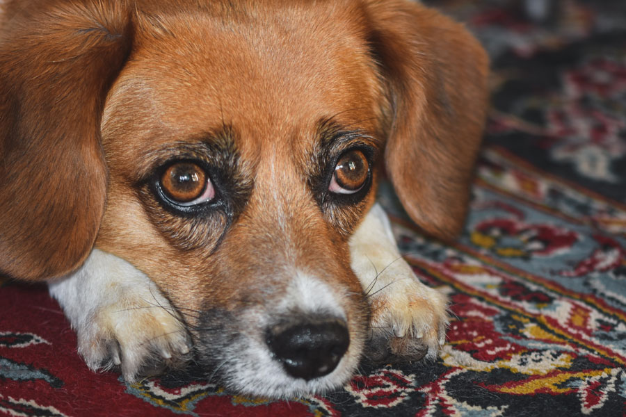 dog